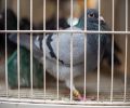 Capture de pigeon à Mascouche