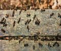 Exterminateur de fourmis à Mascouche