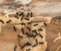 Extermination Mascouche extermination de fourmis