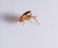 Exterminateur de puces à Mascouche