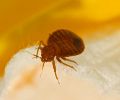 Extermination punaise de lit Mascouche