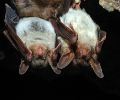 Capture de chauve souris à Mascouche