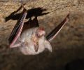 Extermination chauve-souris Mascouche