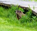 Exterminateur de marmotte à Mascouche