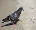 Capture pigeon Mascouche