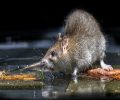 Extermination Mascouche extermination de rats