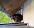 Capture raton laveur Mascouche