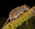 Extermination rats Mascouche