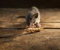 Exterminateur de souris à Mascouche